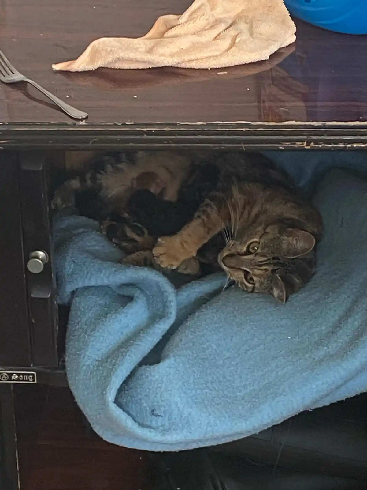 A tabby cat is curled up sleeping under a table on a blue blanket, with its head turned to look at the camera. Above the…