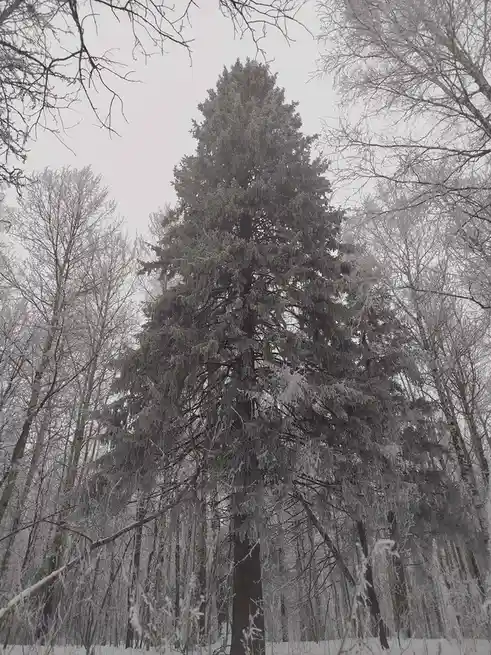 A tall evergreen tree covered in frost stands in a snowy forest, surrounded by bare, frosted trees under an overcast sky…