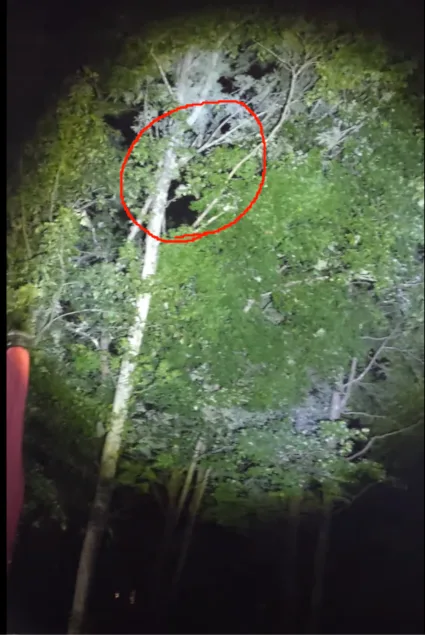 A nighttime forest scene illuminated by a flashlight, showing trees with dense green foliage. A red circle highlights a…