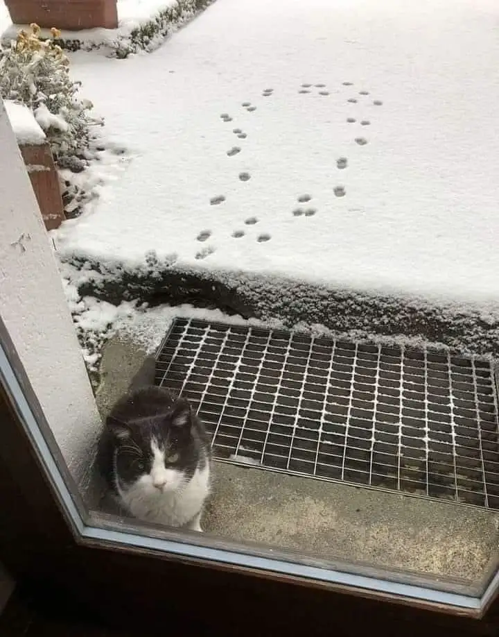 What Cats Really Think About Taking a Walk in the Snow