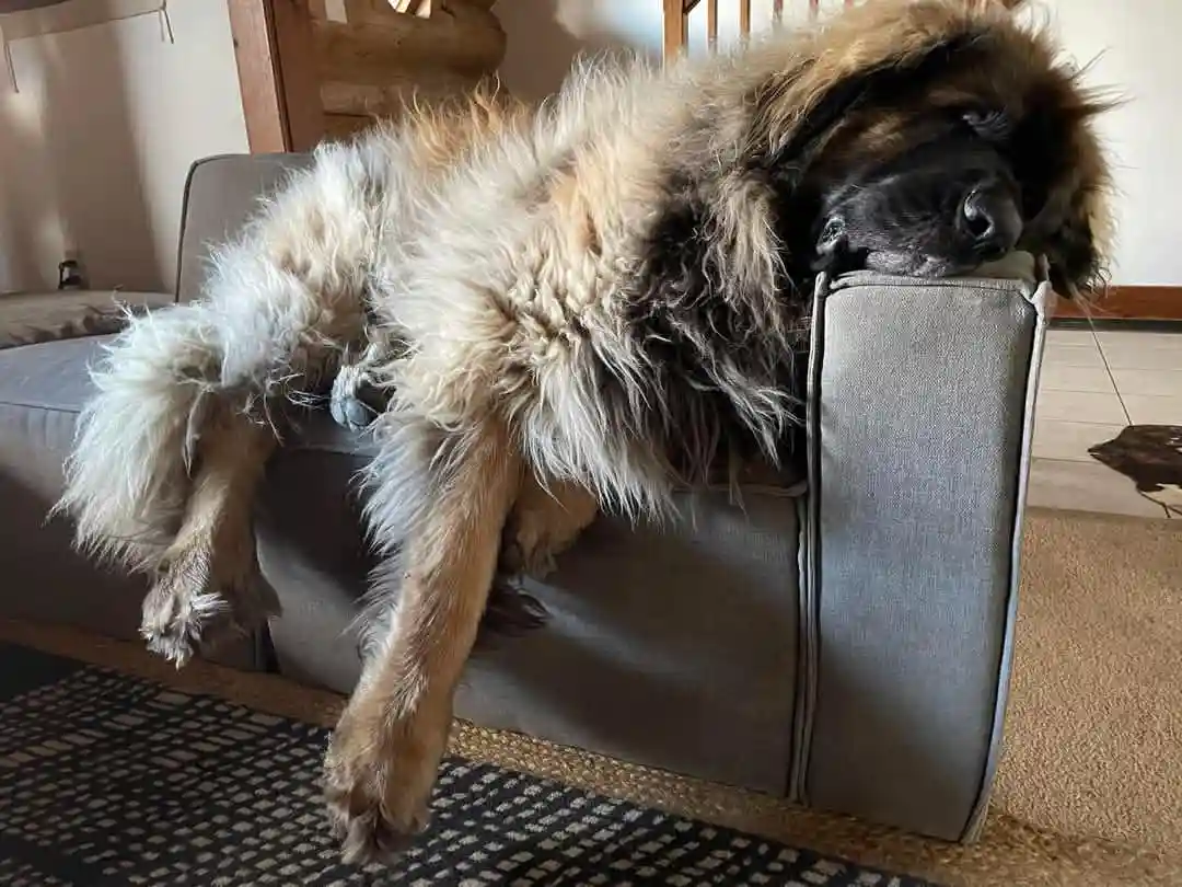 Meet Bowie, weighing in at a solid 241 lbs in 2024!