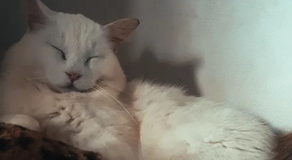 a fluffy white cat is curled up sleeping with its eyes shut, resting against a wall. The text overlaid on the image reads…