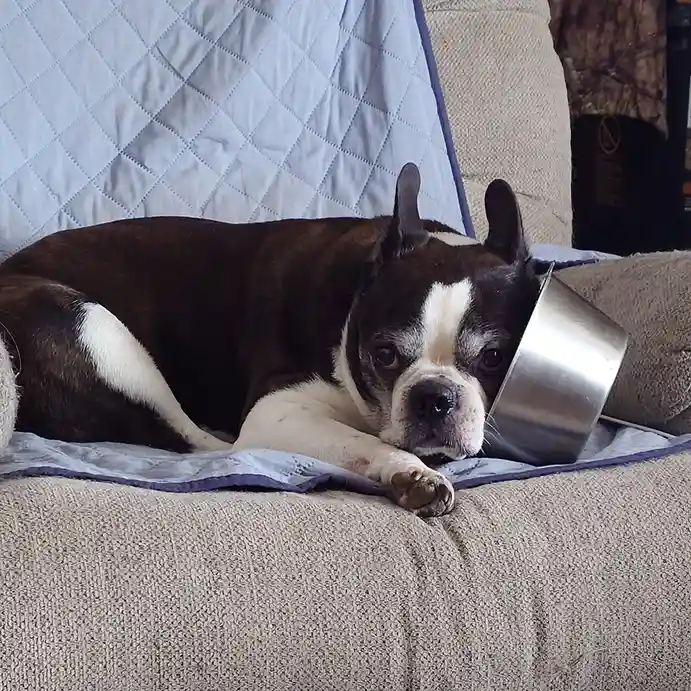 A brown and white Boston Terrier dog is lying on a beige couch with a light blue quilted blanket. The dog has a silver metal…