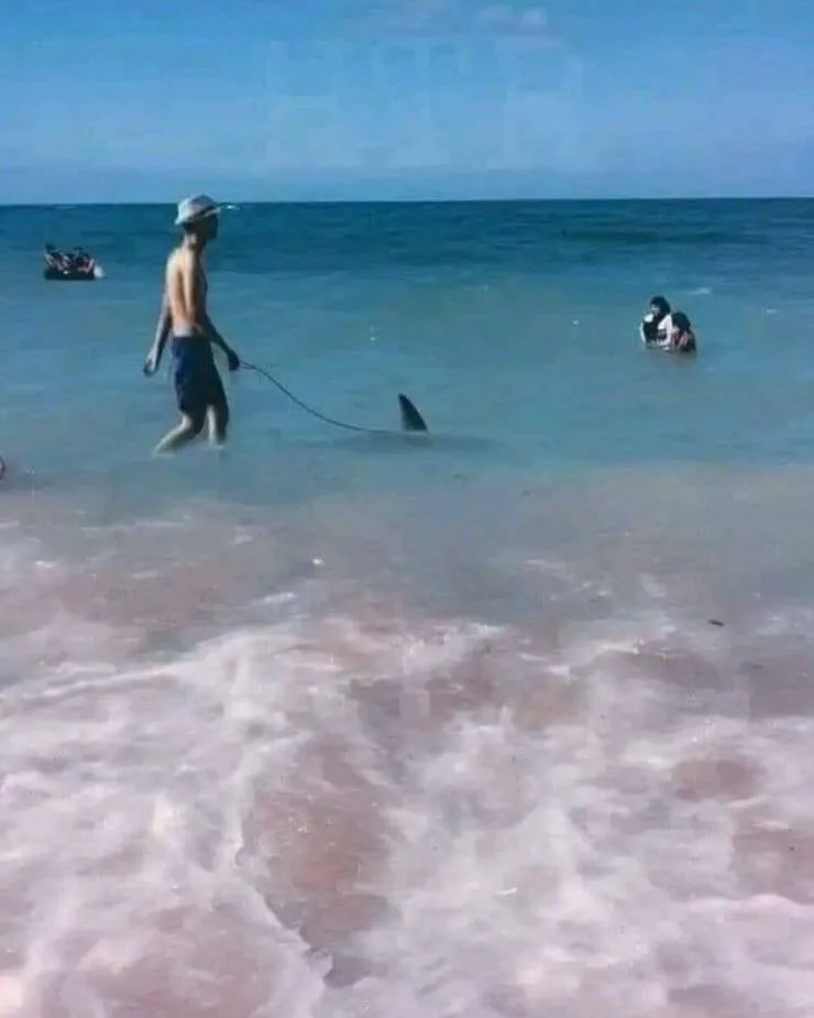 A man in swim trunks and a hat walks through shallow ocean water, holding a leash attached to a shark swimming nearby. Other…