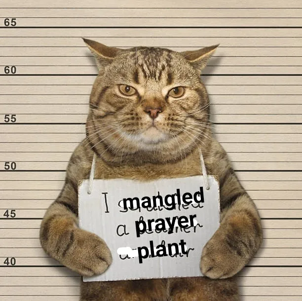 Adorable Kitty Cat Moments