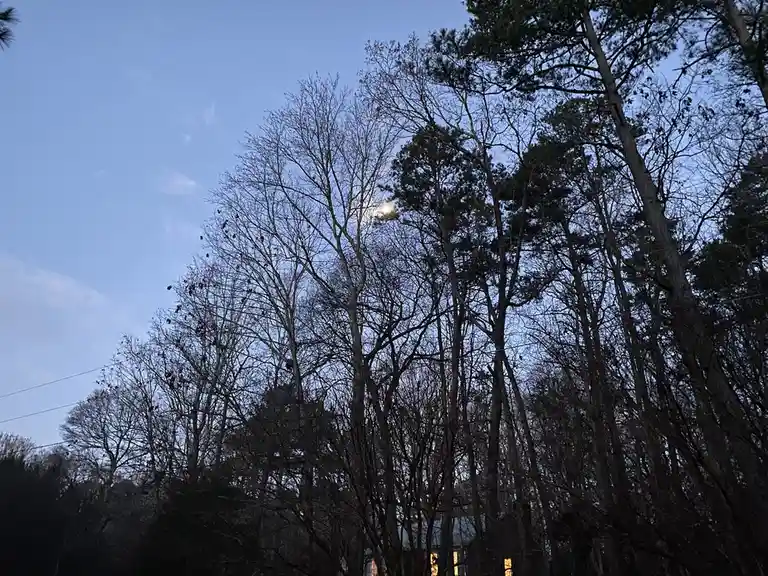A low-angle photo shows a pale moon partially obscured by the bare branches of tall trees against a dusky blue sky; the text…
