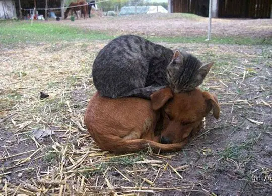 A tabby cat is curled up and sleeping on the back of a sleeping brown dog, both lying on a patch of grass and straw. The…