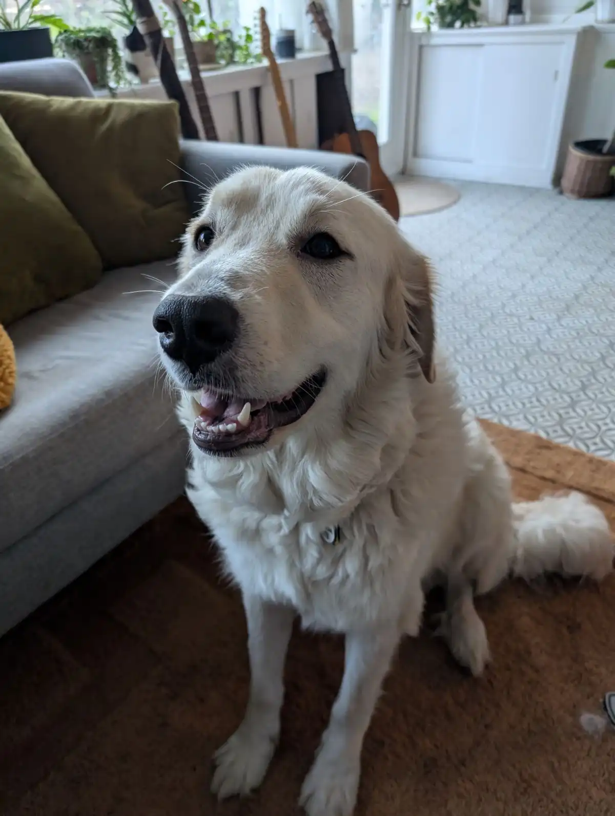 A light-colored dog with a happy, slightly goofy expression sits on a brown rug in a living room, looking up at the camera…