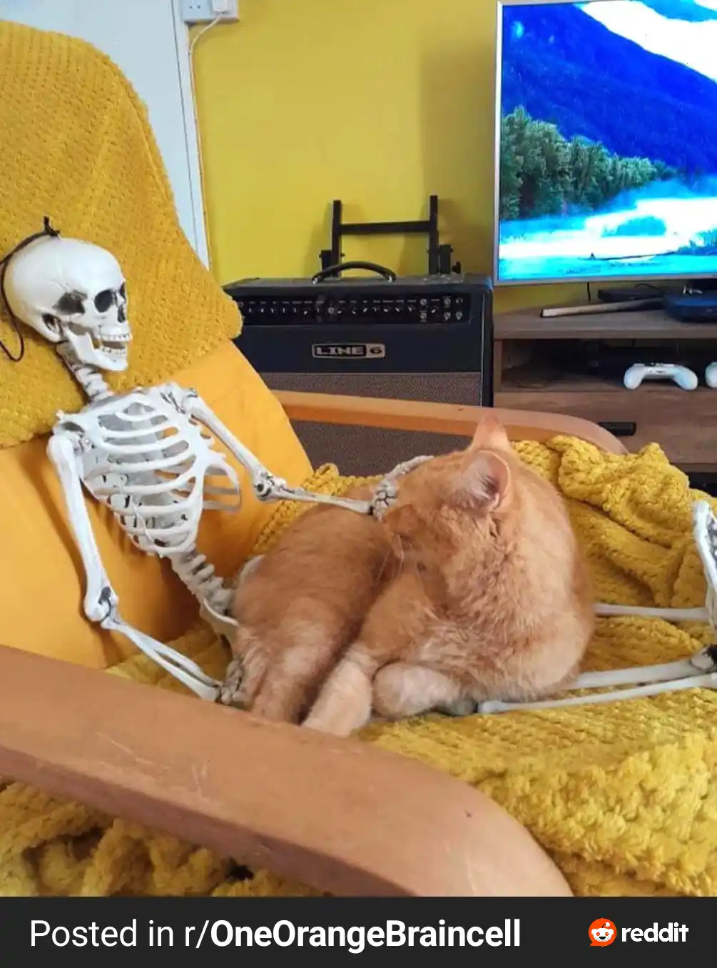 A plastic skeleton sits in a yellow armchair, its arm wrapped around an orange cat that is curled up and sleeping…