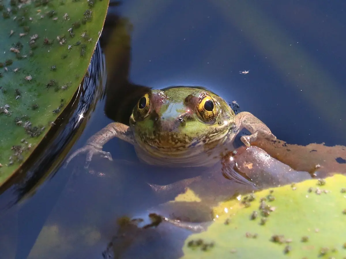 A close-up photo shows a green frog partially submerged in water, with its head and front legs visible above the surface…