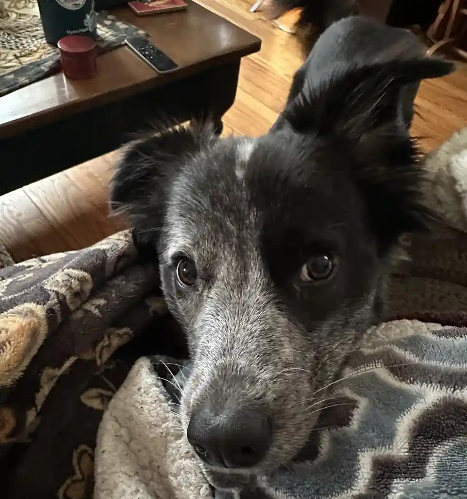 A close-up photo of a black and gray dog with expressive eyes, resting on a patterned blanket in a cozy living room. The…