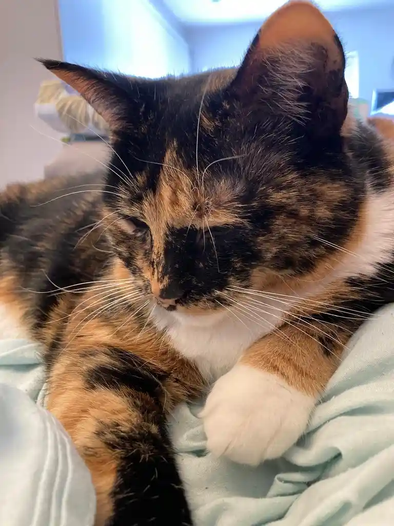 A close-up photo of a calico cat with black, orange, and white fur, lying on a light blue blanket with its eyes half-closed…