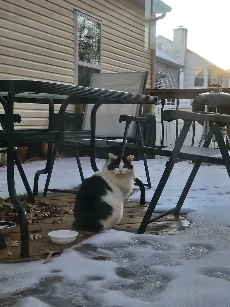 A black and white cat sits calmly on a snowy wooden deck next to outdoor furniture, looking directly at the camera with a…