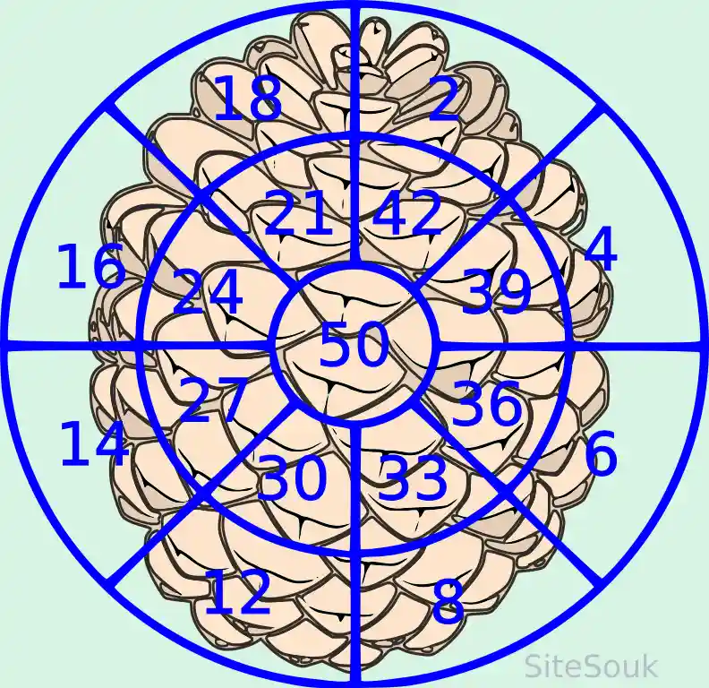 A diagram of a pinecone overlaid with a blue circular grid and numbers, with the number 50 prominently displayed in the…