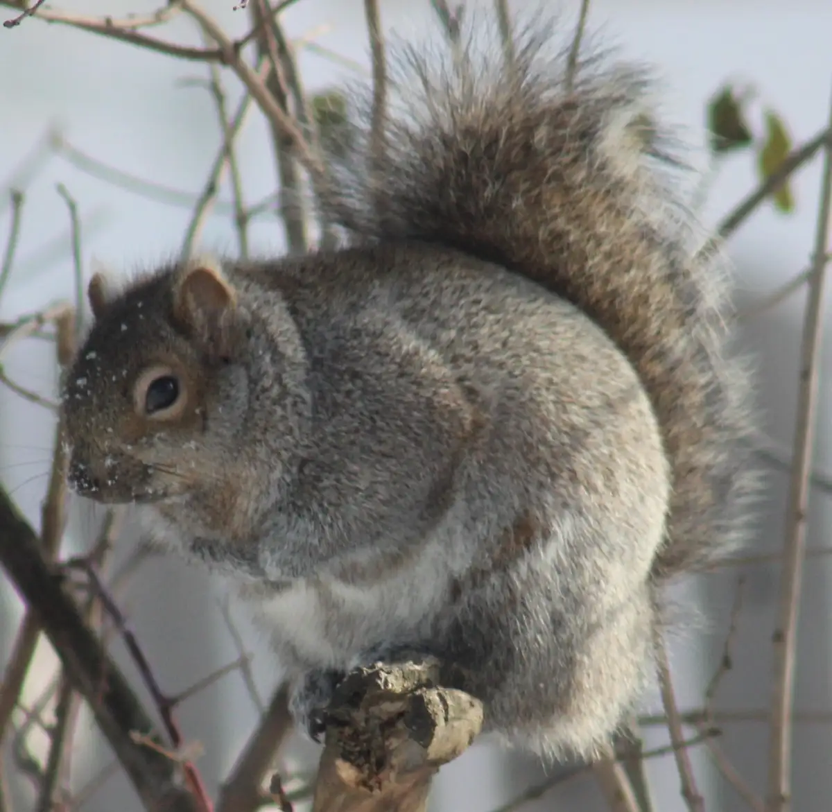 A gray squirrel with a bushy tail is perched on a bare tree branch, looking sideways with snowflakes visible on its nose and…