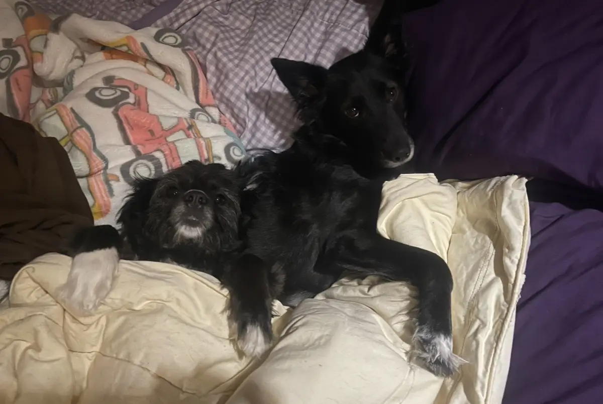Two black dogs are lying on a bed with blankets and pillows. The larger dog is behind the smaller one, both looking at the…