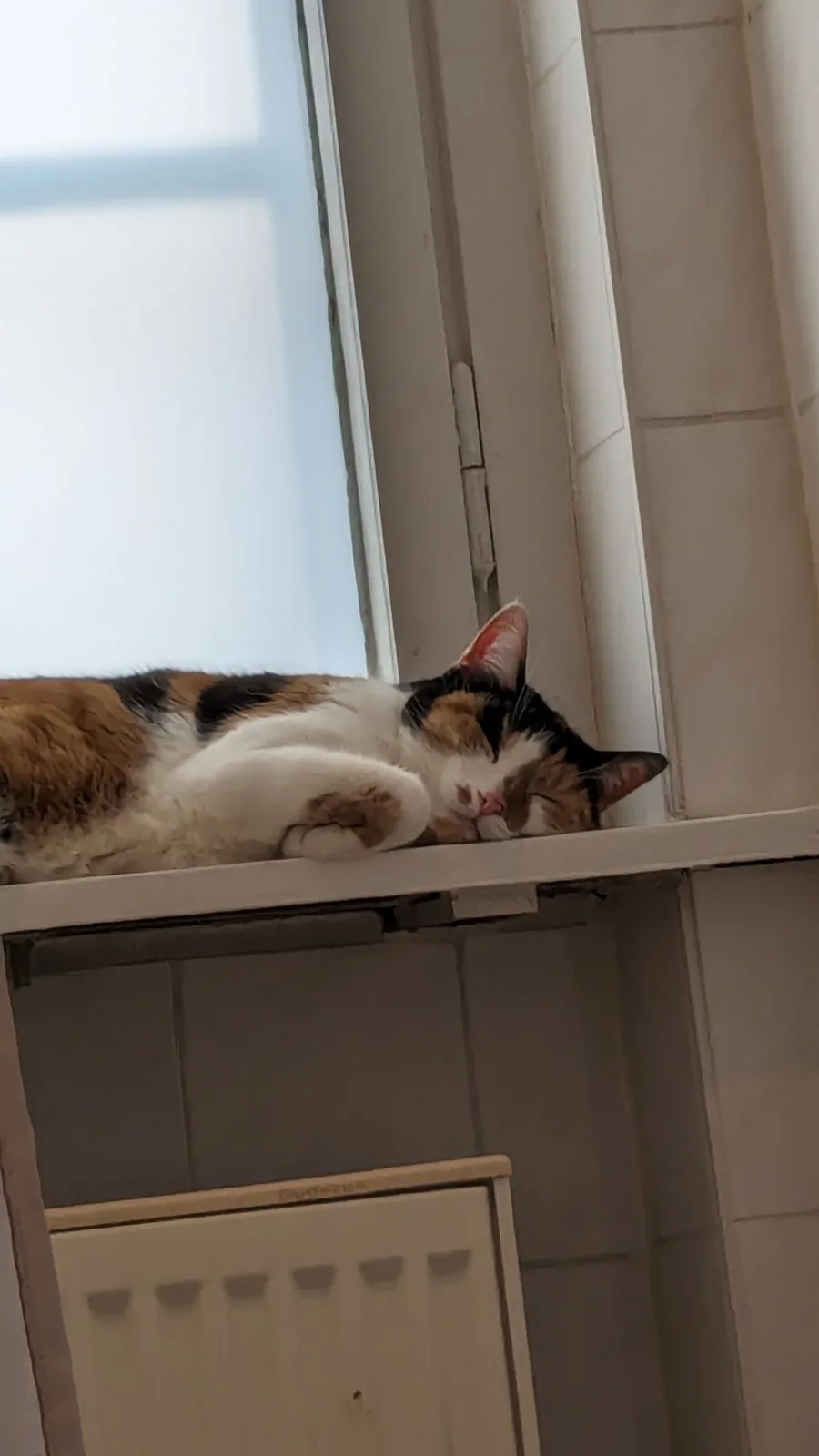 Apologies, Hinata, my beloved feline friend