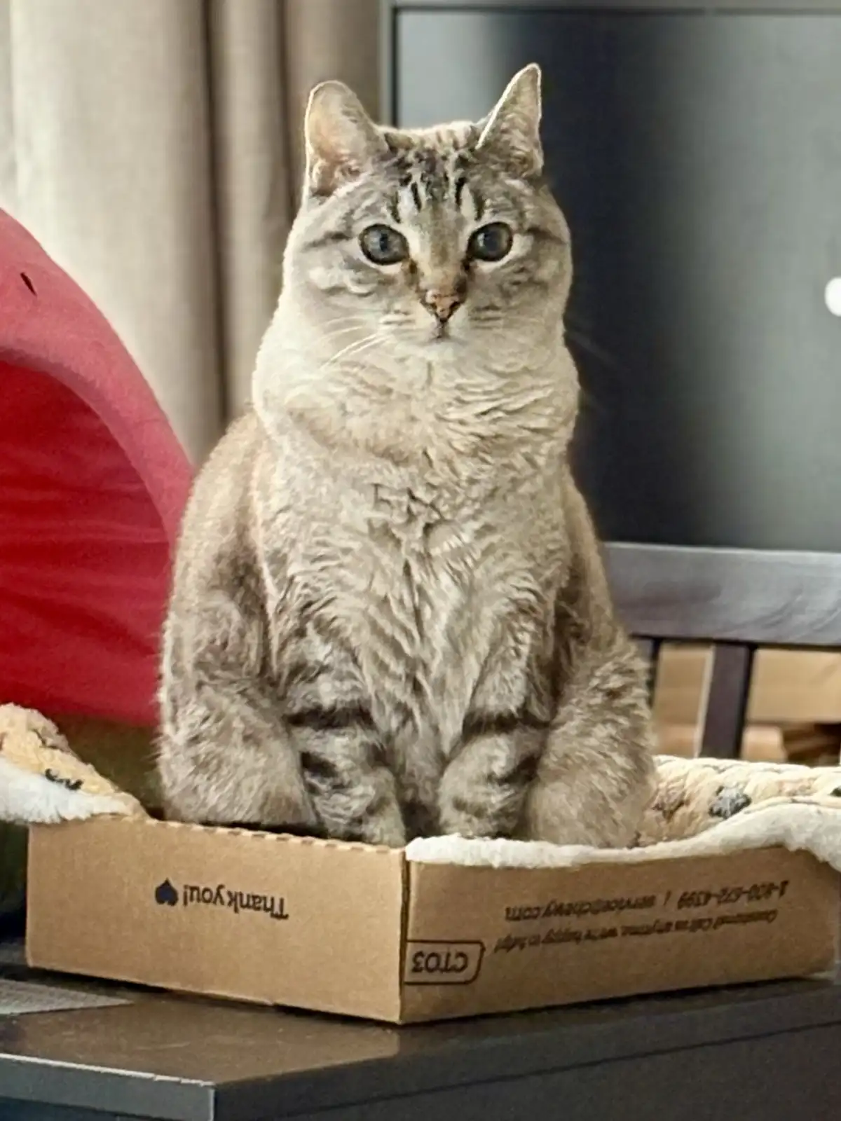 A gray tabby cat sits upright in a cardboard box with 'Thank you!' printed on the side, looking directly at the camera with…