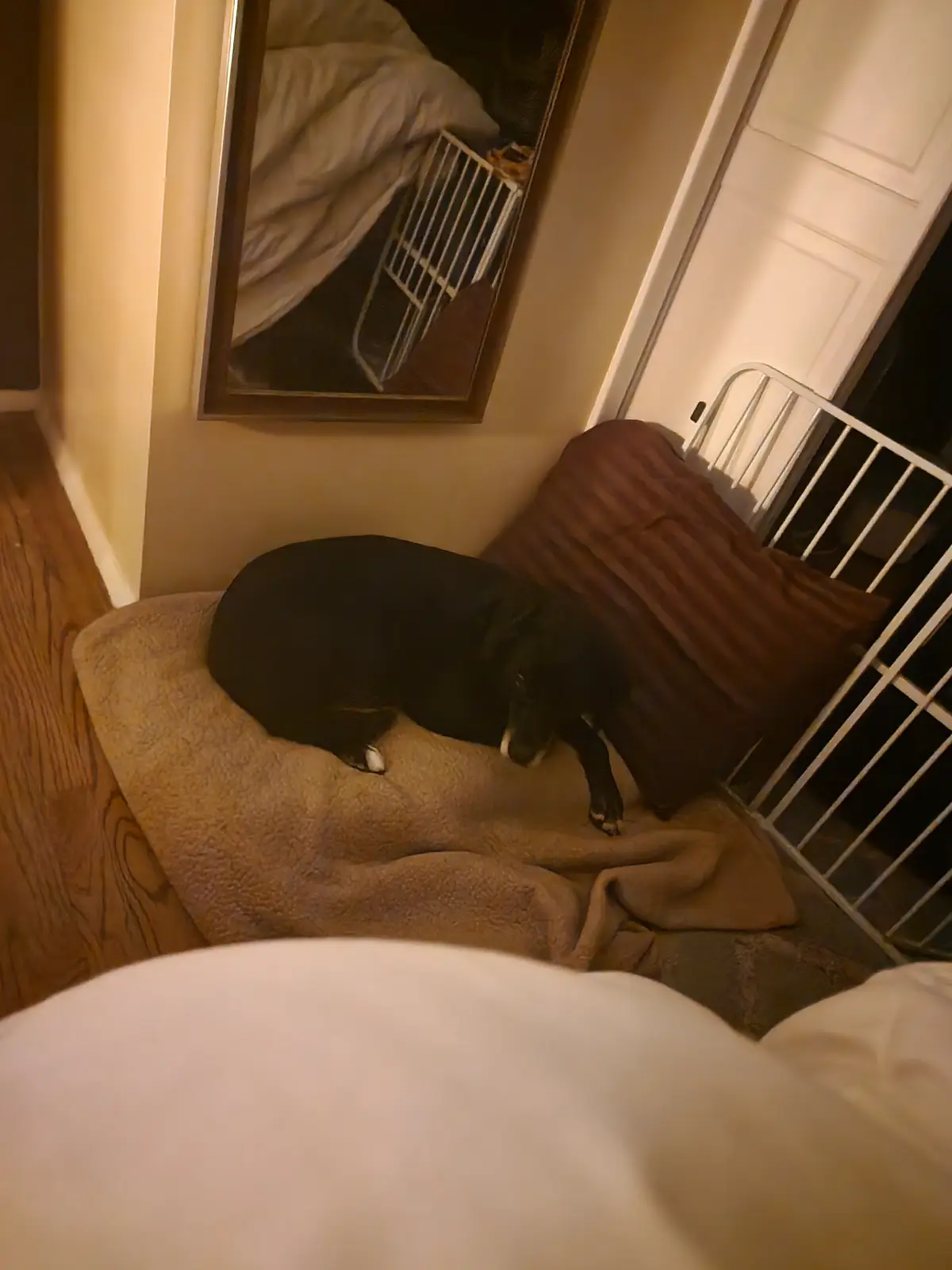A black dog is curled up sleeping on a brown dog bed in a bedroom corner, next to a white baby gate and a mirror reflecting…