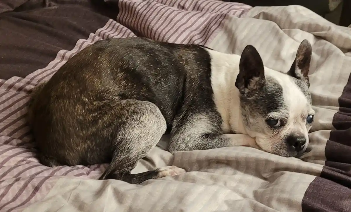 A brindle and white Boston Terrier dog is curled up on a bed with striped blankets, looking tired and uninterested. The…