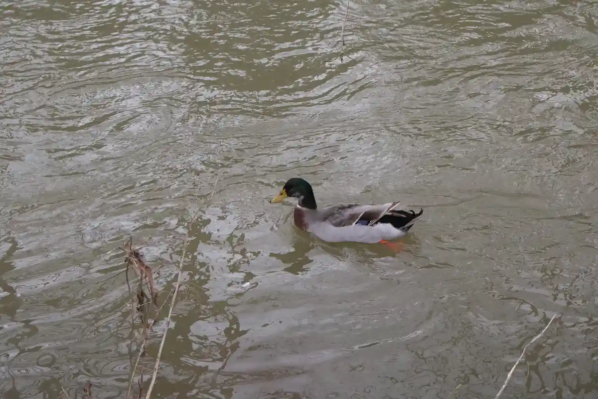 A male mallard duck with a green head, yellow bill, and grey body is swimming calmly in murky, rippling water. Dry reeds and…