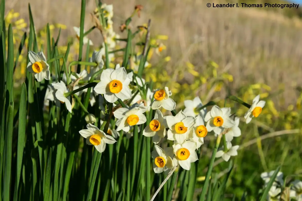 A close-up photograph shows a cluster of white daffodils with bright yellow centers blooming in a field of green grass and…