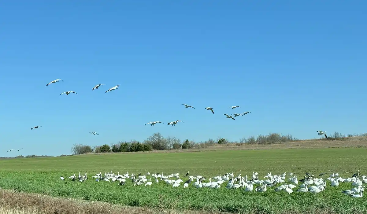 A wide shot of a green field under a clear blue sky, with a large flock of white birds (likely snow geese) gathered on the…