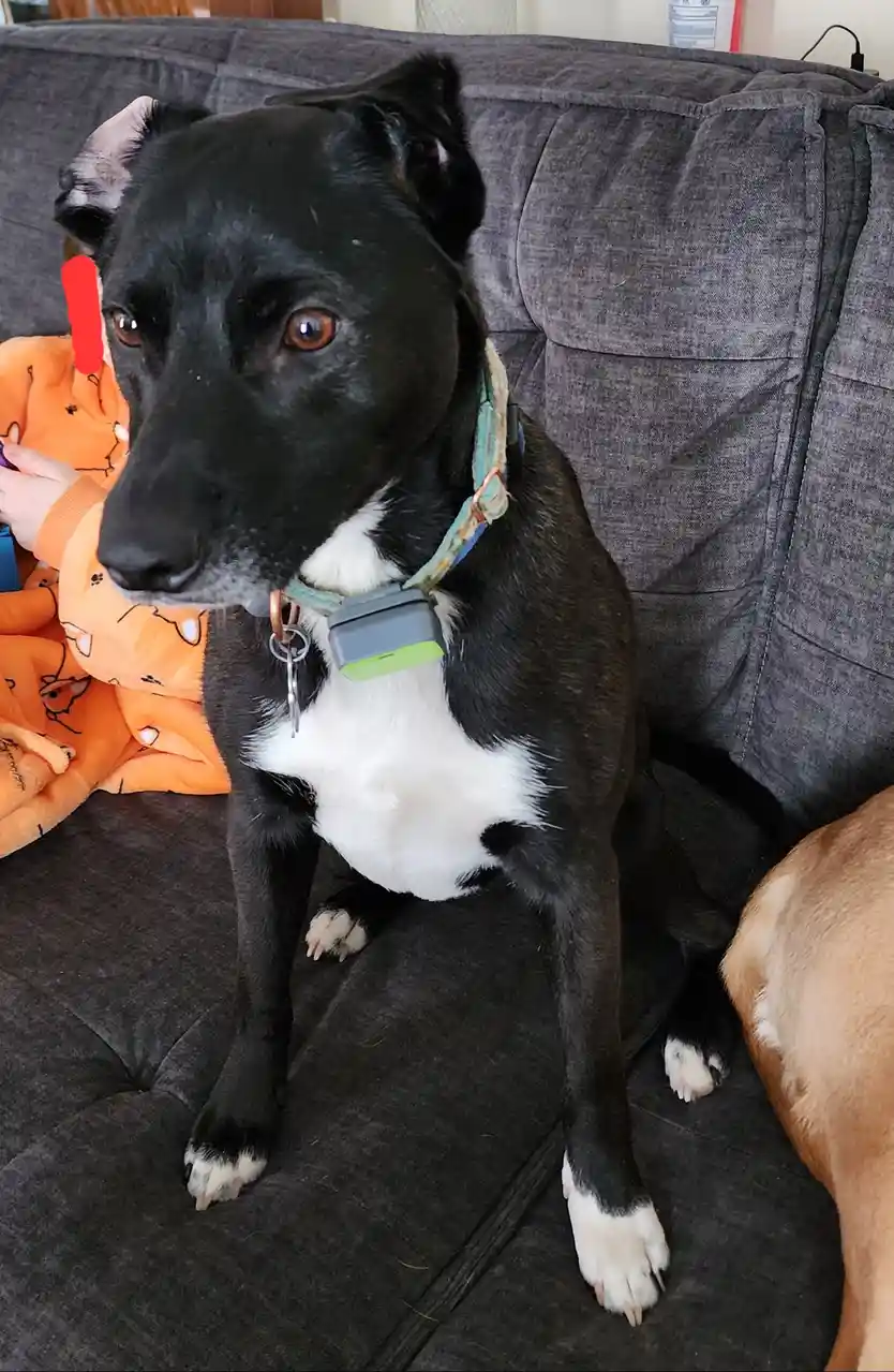 A black and white dog with brown eyes sits attentively on a dark gray couch, wearing a collar with a small gray and green…