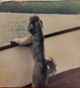 A grainy, vintage-style photo shows a shaggy, dark-furred dog standing upright on a boat deck, leaning over the railing with…
