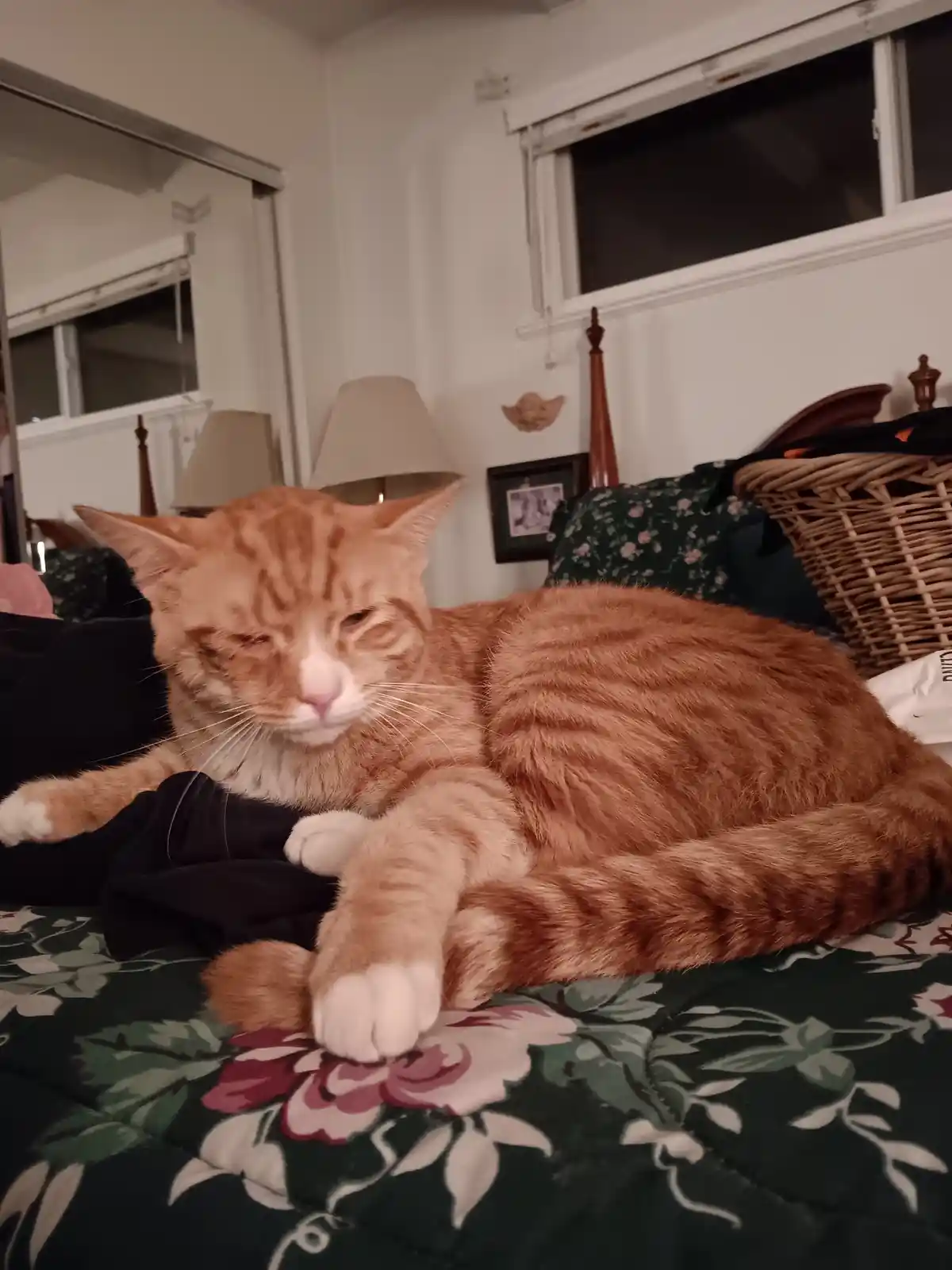 An orange tabby cat with white paws lies on a floral-patterned bedspread, eyes half-closed in a sleepy, unbothered…