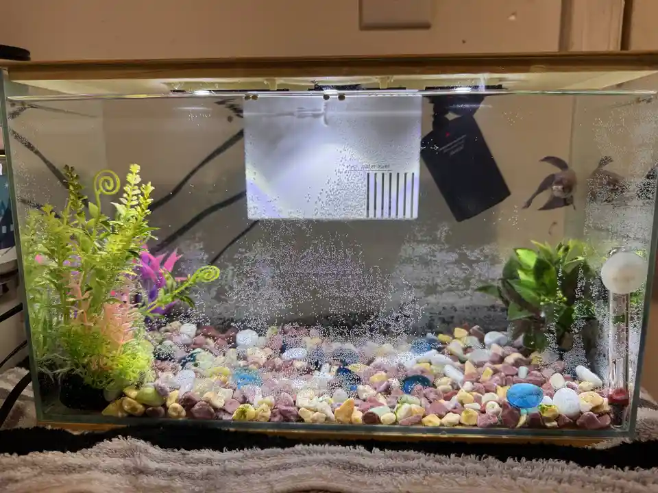 Just a fish doing fish things.