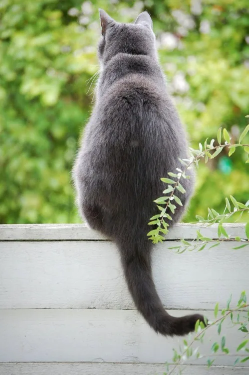 A gray cat sits with its back to the camera on a white wooden fence, looking out at green foliage. The image has text…