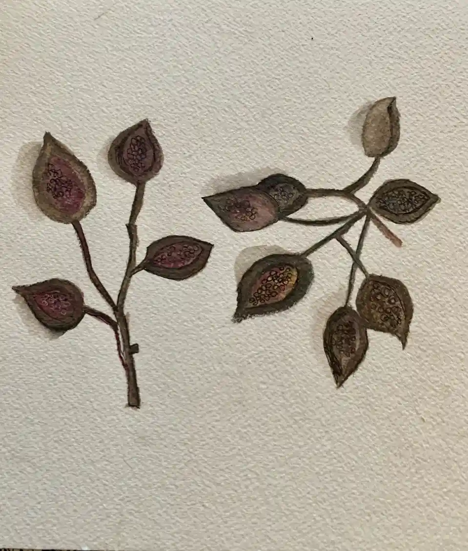 A watercolor painting on textured white paper shows two branches of dried, brownish fig pods, some split open to reveal…