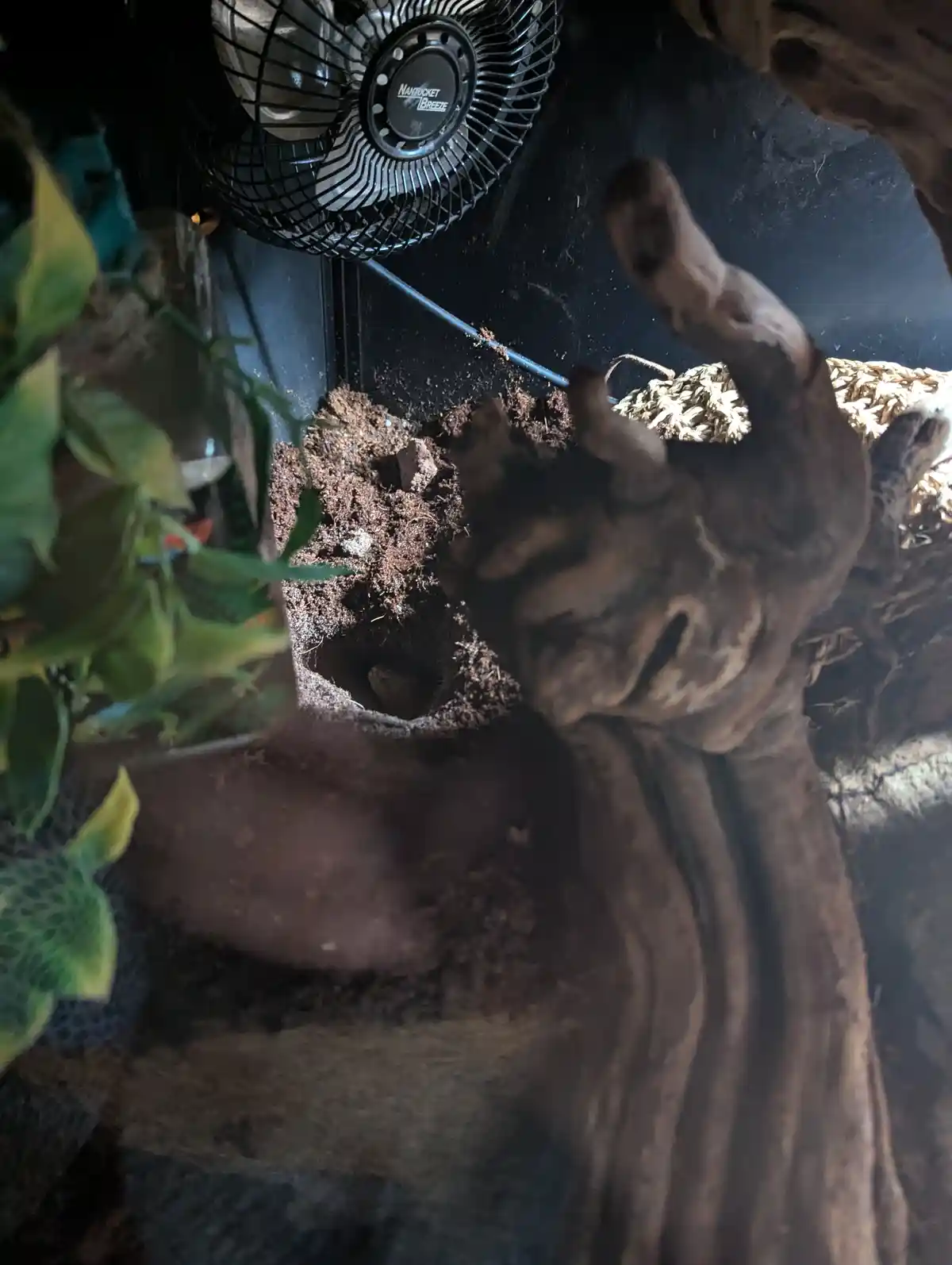 My Female Bearded Dragon is Definitely Laying Unfertilized Eggs!