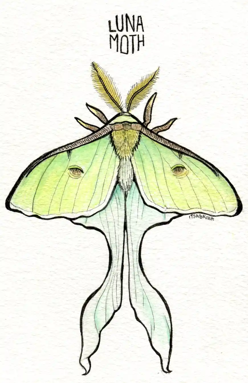 The Mysterious LAMP BUG: What Is It Up To?