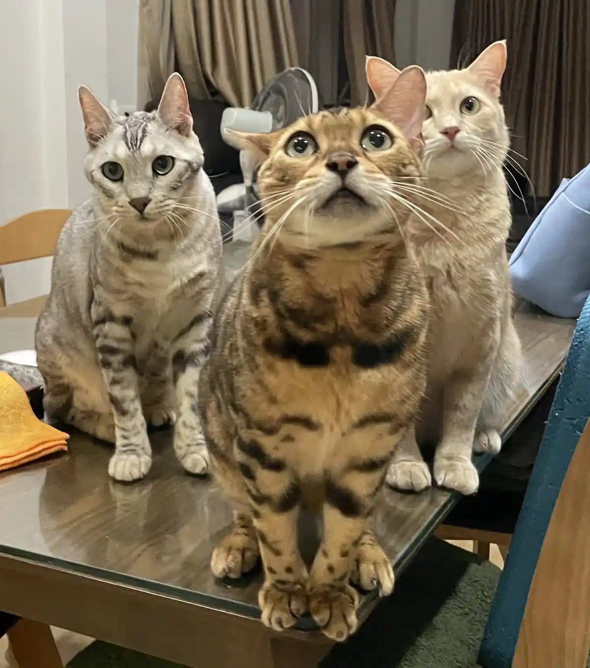 Three cats sit on a glass table, all looking upward with wide, curious eyes. The central tabby cat has the most exaggerated…