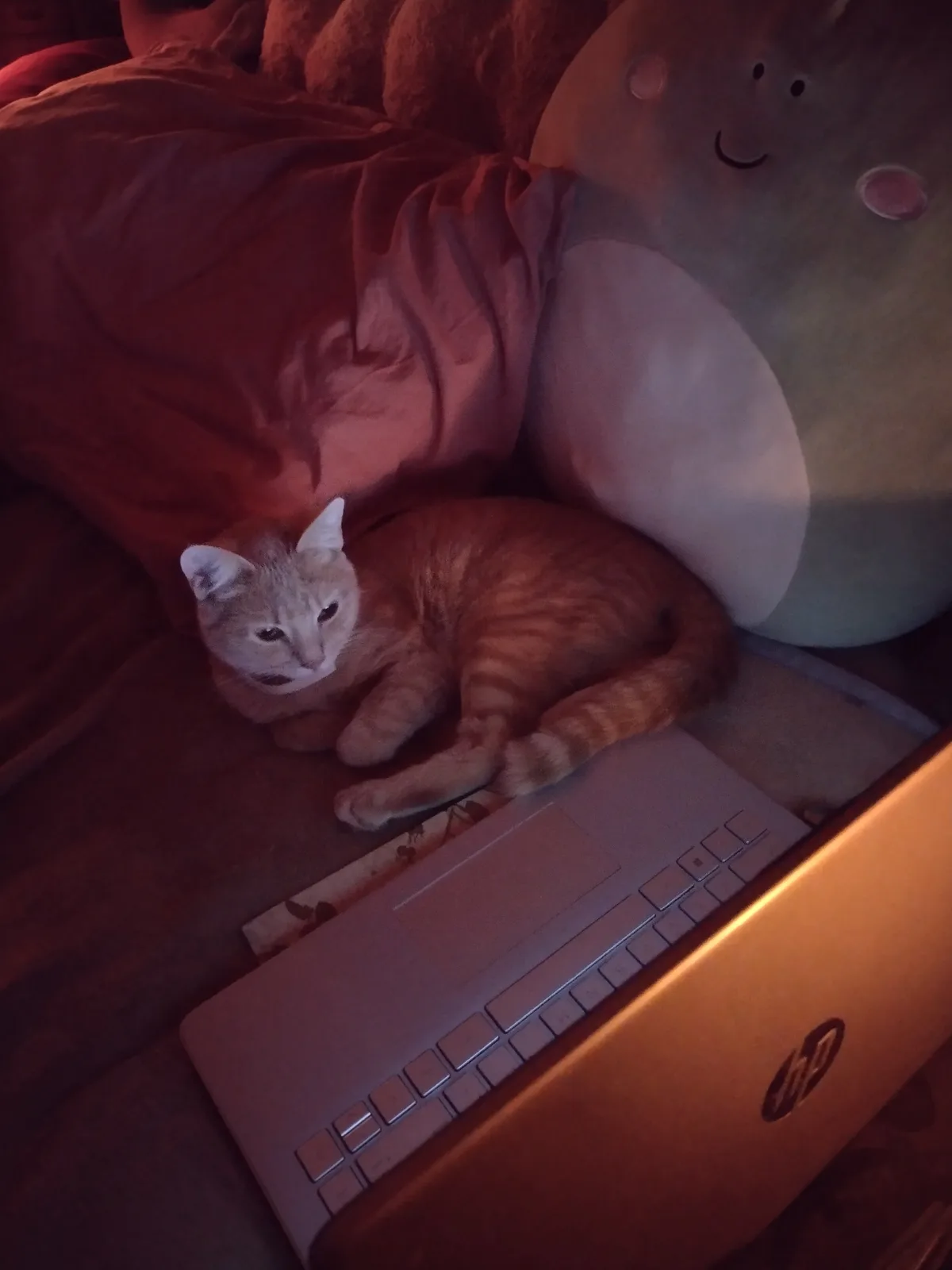 An orange tabby cat lies curled up on a bed next to an open HP laptop, surrounded by blankets and a large plush toy. The cat…