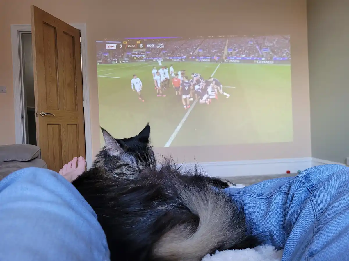 A fluffy black and grey cat is curled up asleep on a person's lap while watching a rugby match projected onto a wall. The…