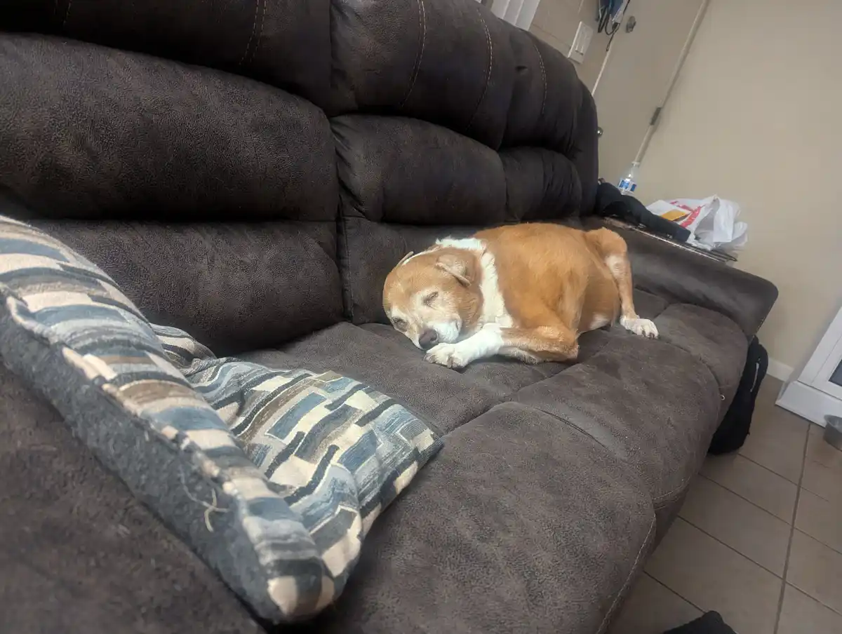 A tan and white dog is curled up and sleeping soundly on a dark brown, textured couch. A patterned blue and beige pillow…