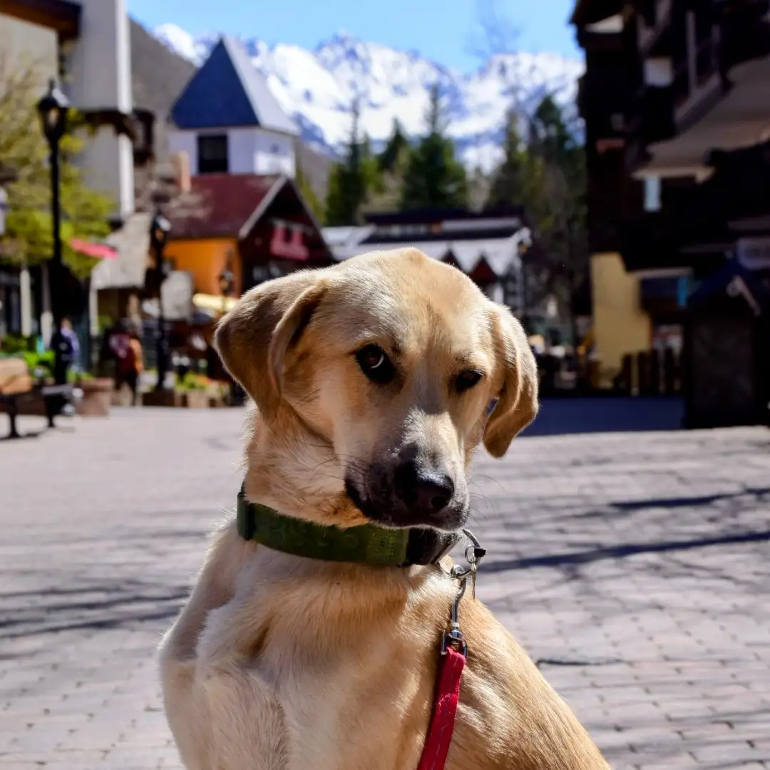 A light-colored dog with floppy ears and a green collar sits on a paved street in front of buildings and snowy mountains…
