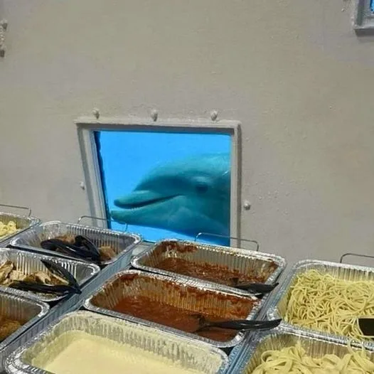A dolphin peers through a small, framed window in a wall, looking directly at the camera, positioned behind a buffet table…