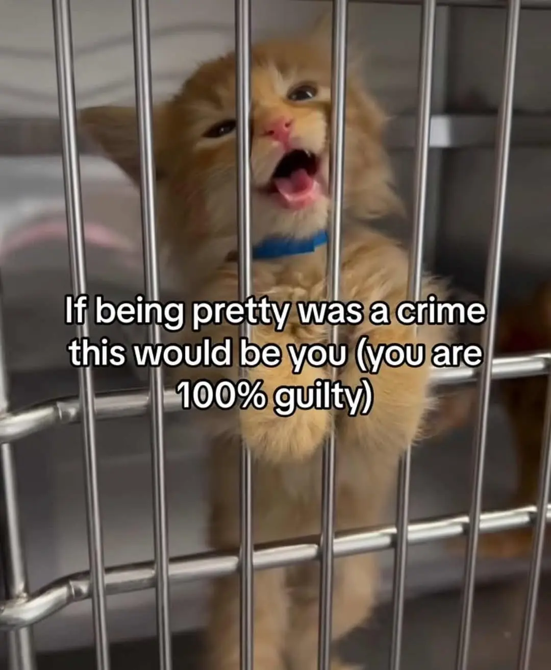 Feeling Guilty for Being This Adorably Cute