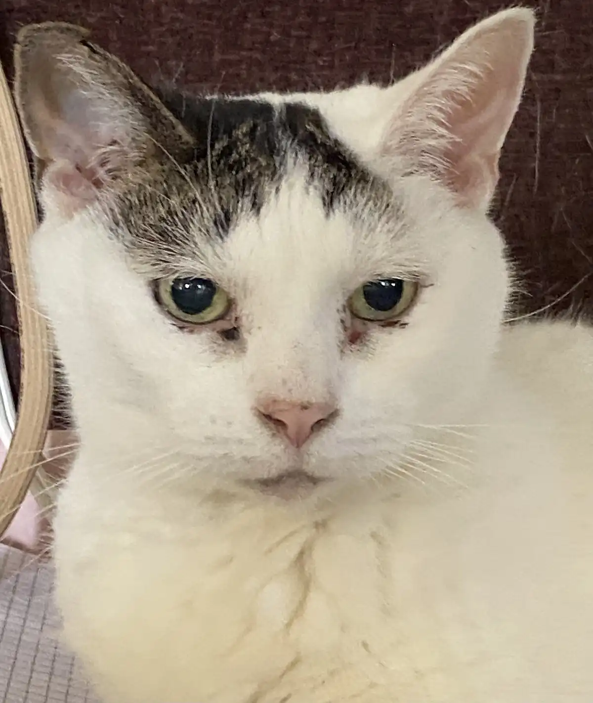 A close-up photo of a white cat with grey tabby markings on its forehead, looking directly at the camera with a stern…