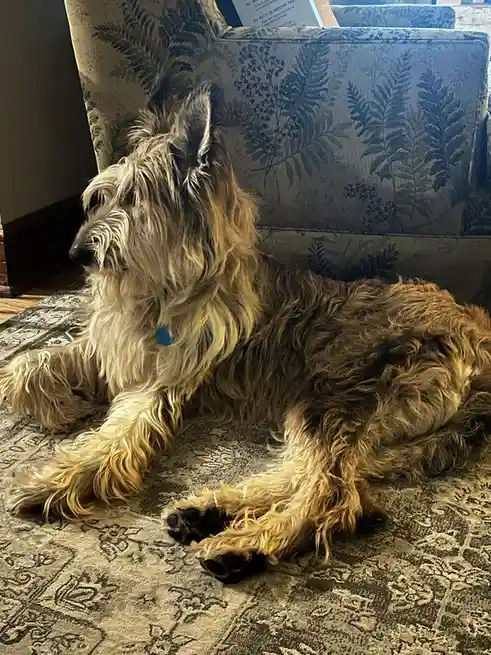 A scruffy, long-haired dog with a blue tag on its collar is lying down on a patterned rug in front of a floral-patterned…