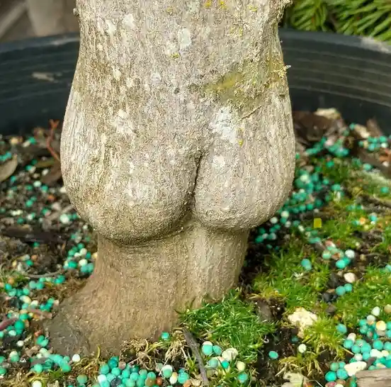 a close-up photo of a tree trunk in a pot, where the bark naturally forms a shape resembling human buttocks, surrounded by…
